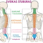 Sveikas Stuburas - Slanksteliai Judesio Taškas