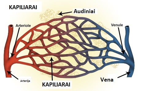Kraujotaka Kapiliarai